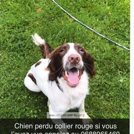Photo 1/1 Reunited dog Lost in Villevoques