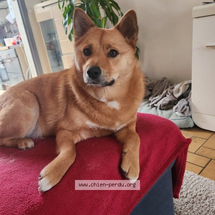 Picture of dog lost at Wattignies