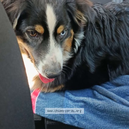 Picture of dog lost at Etroeungt