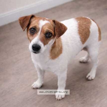 Photo 1/2 clochette Dog lost in Villeneuve les maguelones