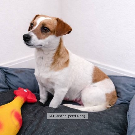 Photo 2/2 clochette Dog lost in Villeneuve les maguelones