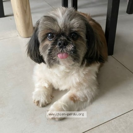 Photo 1/1 DRACO Dog lost in Bonneuil En France
