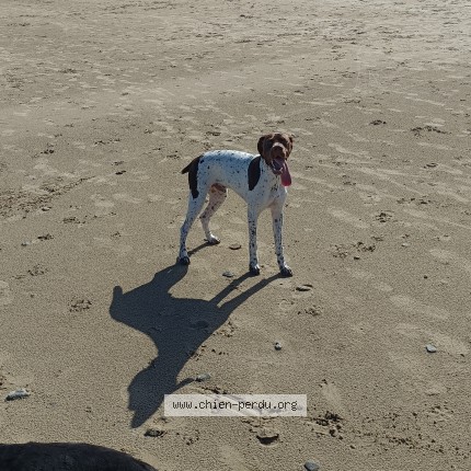 Photo 1/1 Reunited dog Lost in Querqueville