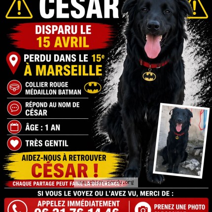 Photo 1/1 C&eacute;sar Dog lost in Marseille