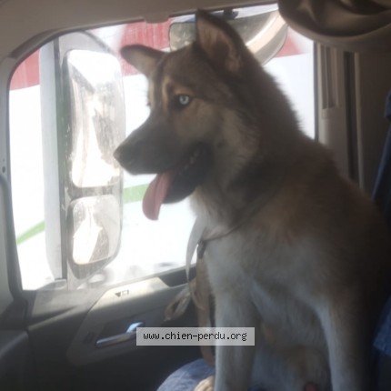 Photo 1/1 Found dog Found in Marseille