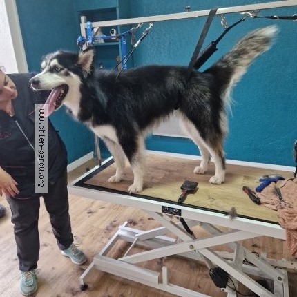 Photo 1/2 Nocturne Dog lost in Santes