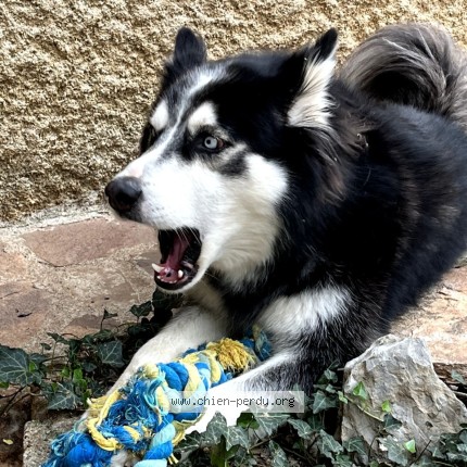 Photo 2/2 Nocturne Dog lost in Santes