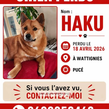 Picture of dog lost at Wattignies