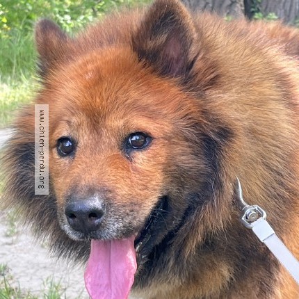 Photo 1/1 Reunited dog Lost in Avignon