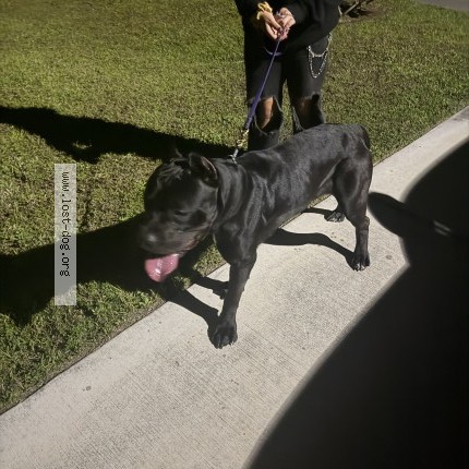 Photo 1/1 Found dog Found in Lehigh acres