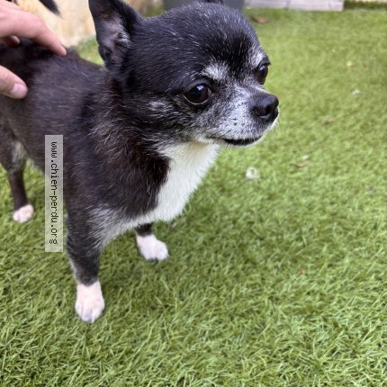 Photo 1/1 Reunited dog Found in Caumont Sur Durance