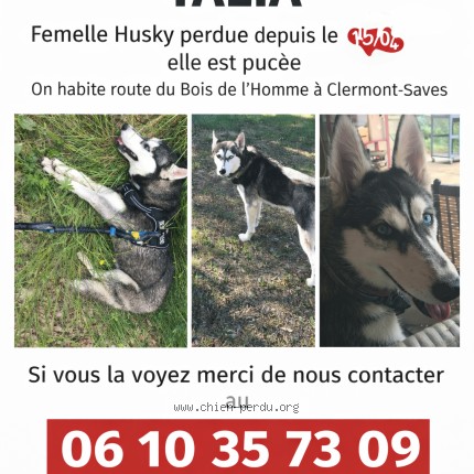 Photo 1/1 talia Dog lost in Clermont Saves