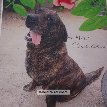 Photo 1/1 Max Dog lost in Vauvert