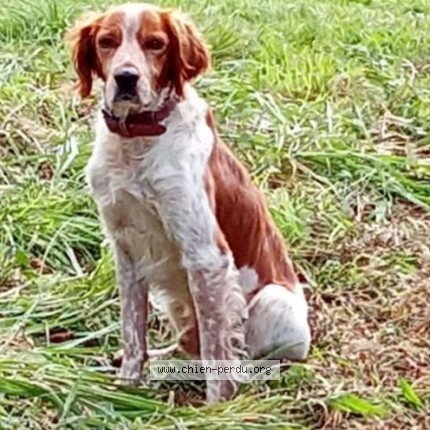 Photo 1/1 popeye Dog lost in Plougastel Daoulas