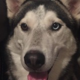 Sarge