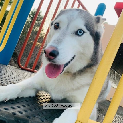 Photo 2/4 Sarge Dog lost in Midway