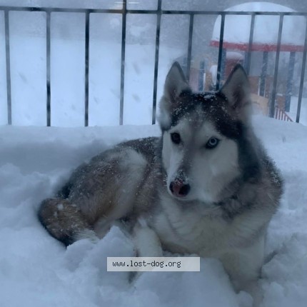 Photo 3/4 Sarge Dog lost in Midway