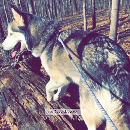 Photo 4/4 Sarge Dog lost in Midway