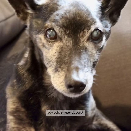 Photo 1/1 stick Dog lost in Lapugnoy