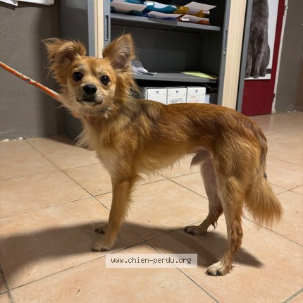 Photo 1/1 Found dog Found in Buzet Sur Tarn