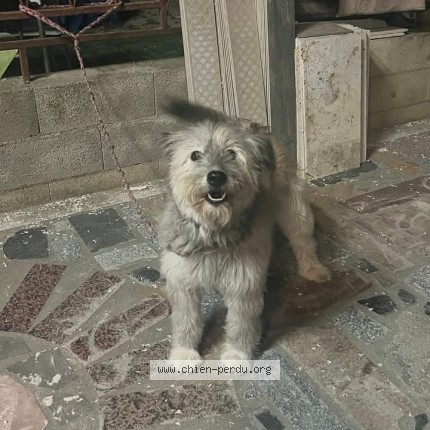 Picture of dog found at Beauvoisin