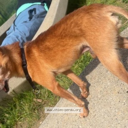 Photo 1/1 Chico Dog lost in Romainville
