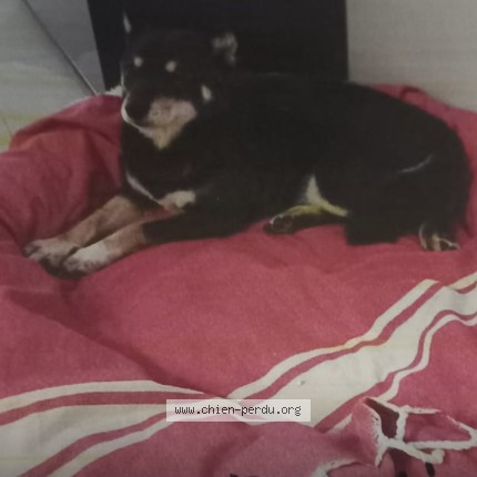 Photo 1/1 nala Dog lost in Nice
