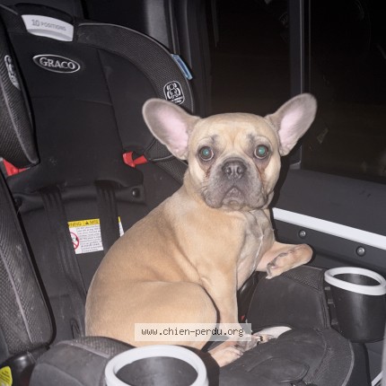 Photo 1/1 bingo Dog lost in Notre Dame De La Merci