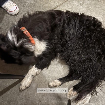 Photo 1/1 Reunited dog Found in Carbonne