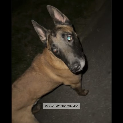 Photo 1/1 Found dog Found in Villejuif