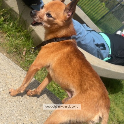 Photo 1/1 chico Dog lost in Romainville