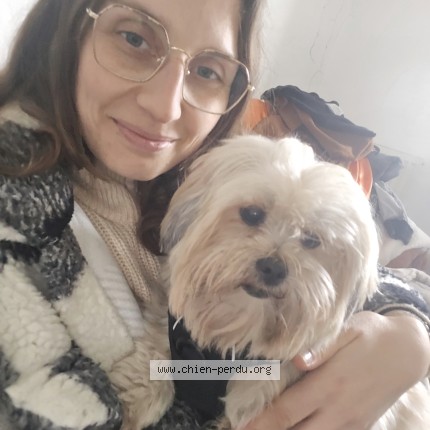 Photo 1/1 tivine Dog lost in Fontenay Le Comte