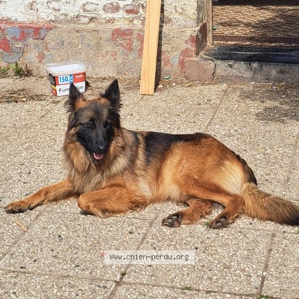 Photo 1/1 Yui Dog lost in Azincourt