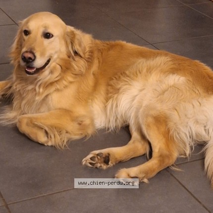 Photo 1/1 Nagusi Dog lost in Helette