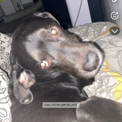 Photo 1/1 odin Dog lost in Valenciennes