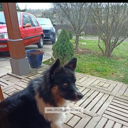 Photo 1/1 Reunited dog Lost in Pontaumur