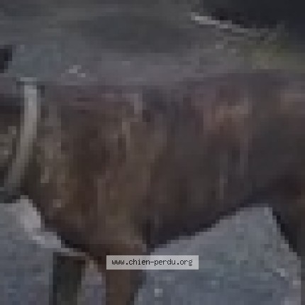 Picture of dog lost at Bordeaux