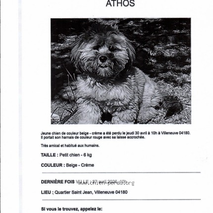 Picture of dog lost at Villeneuve