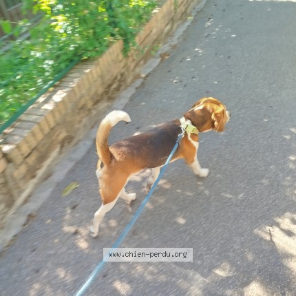 Photo 1/1 Found dog Found in Versailles