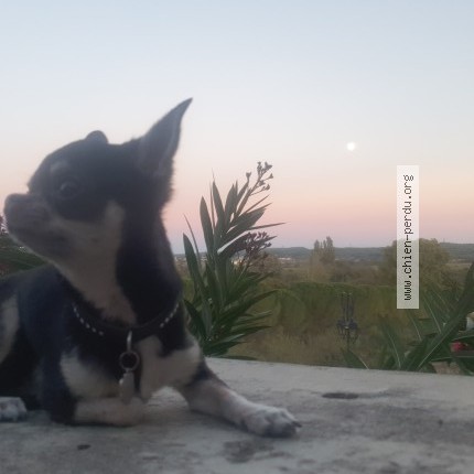 Photo 1/1 mitch Dog lost in La Grand Combe