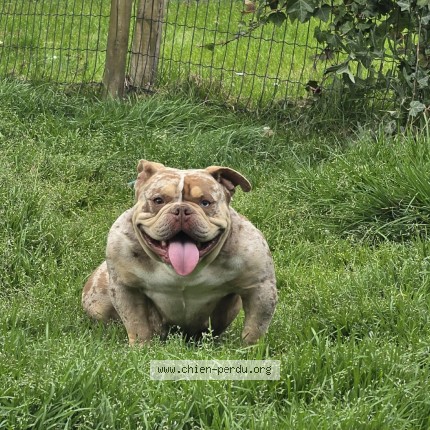 Photo 1/1 mona lisa Dog lost in Borlez