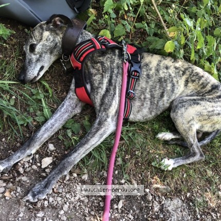 Photo 1/1 london Dog lost in Boudrezy