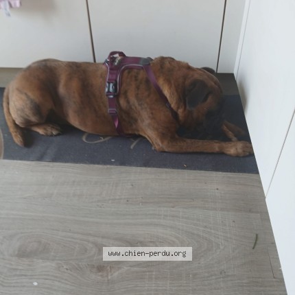 Photo 1/1 Found dog Found in Corbion