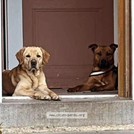 Picture of dog lost at Honnecourt Sur Escaut
