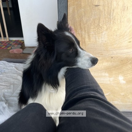 Photo 1/1 Reunited dog Lost in Villefranque