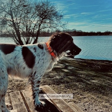 Photo 1/1 Snoopy Dog lost in Buxieres D Aillac