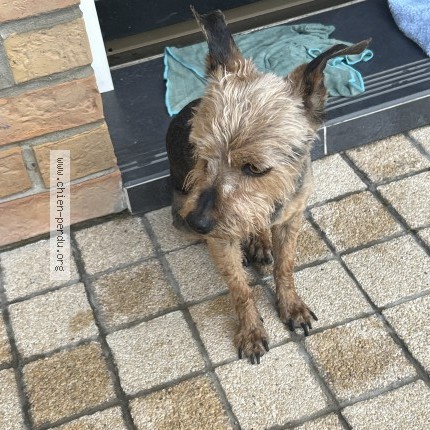 Photo 1/1 Found dog Found in Roost Warendin