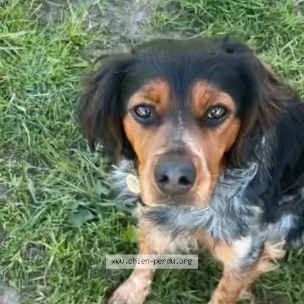 Photo 1/1 Asko Dog lost in St Germain Du Pert