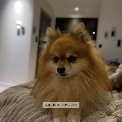 Photo 1/1 Reunited dog Lost in Pont Du Chateau