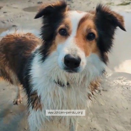 Photo 1/1 Reunited dog Lost in Ambazac